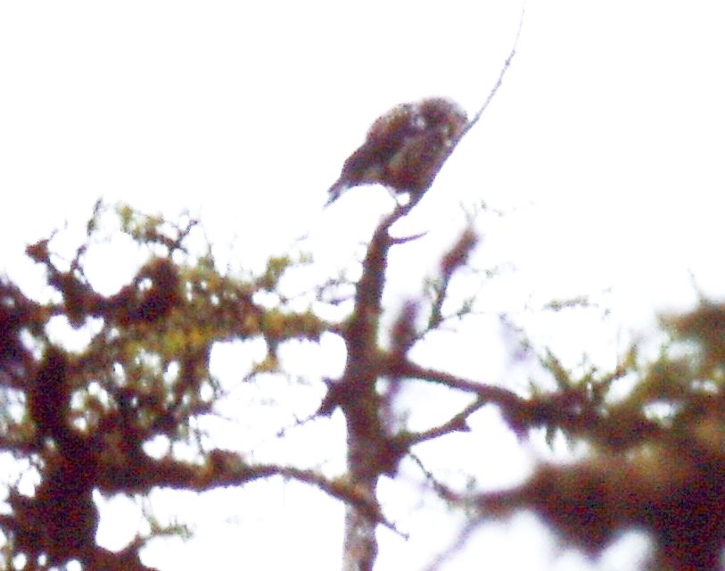 Glaucidium passerinum (Civetta nana)